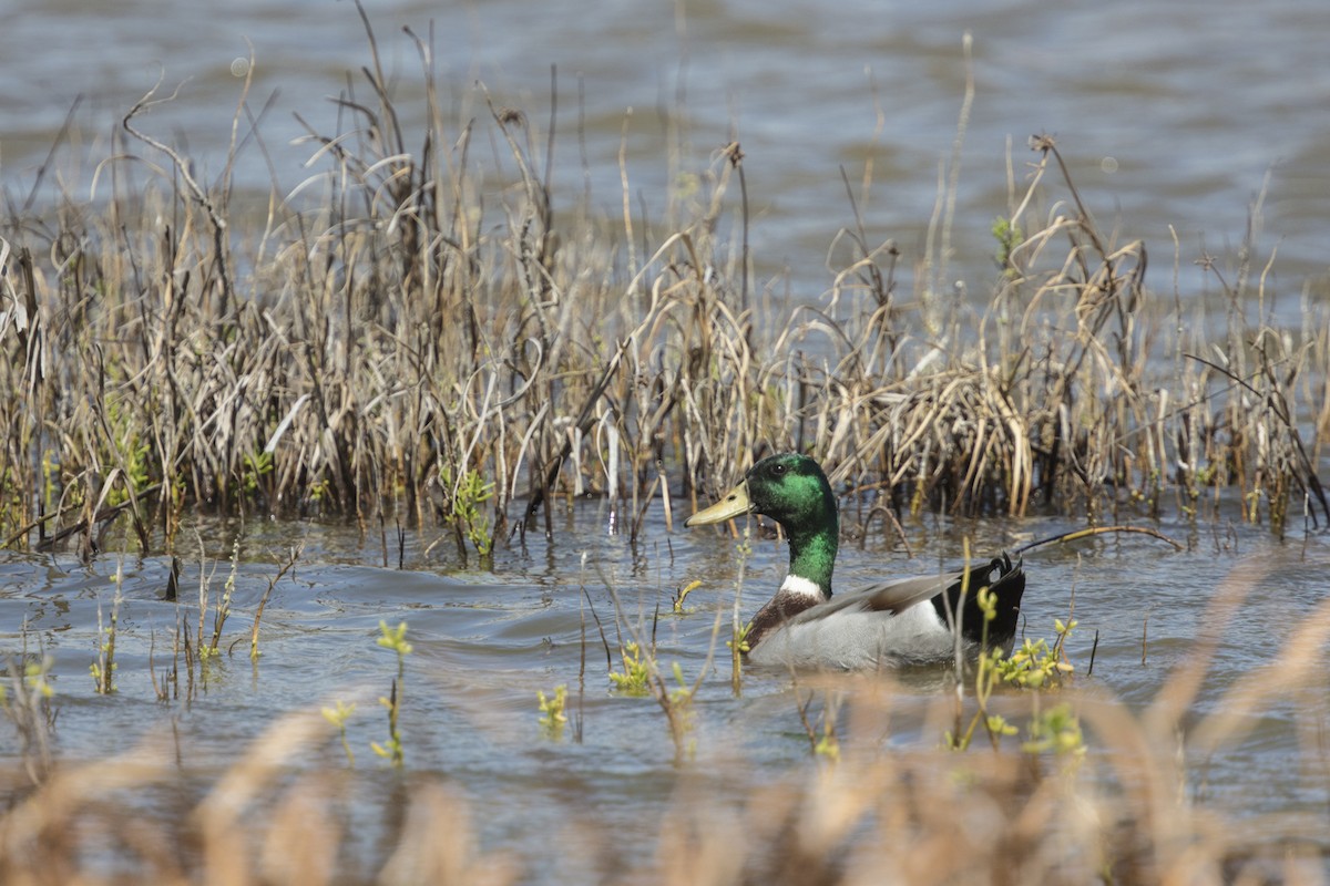 Mallard - Peter Stahl