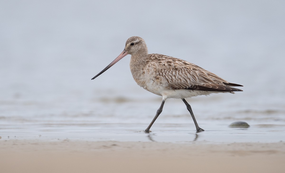 Bar-tailed Godwit (Siberian) - Sean Sime