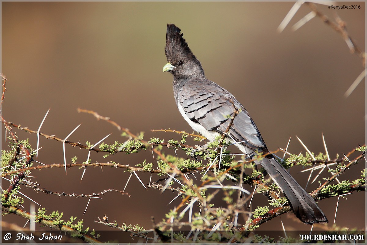 White-bellied Go-away-bird - Shah Jahan