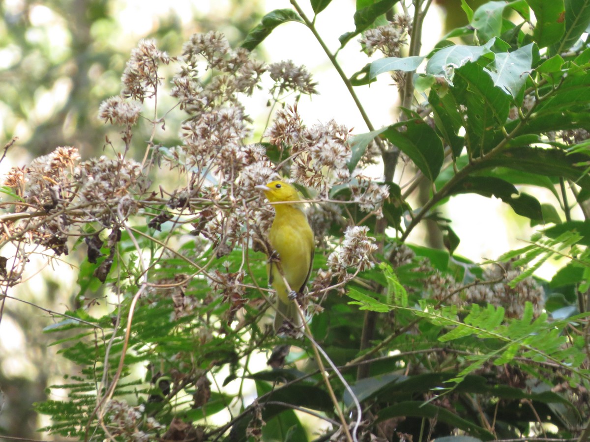 Orange-headed Tanager - Guilherme Sanchez