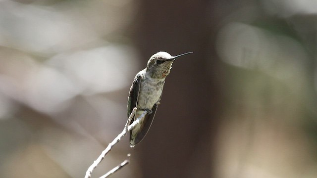 Anna's Hummingbird - ML470383401