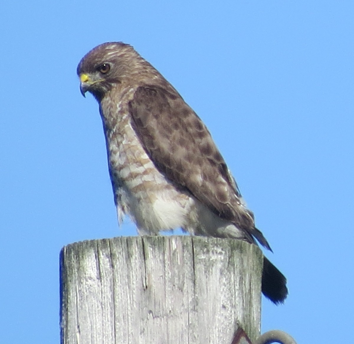 Broad-winged Hawk - ML470384511