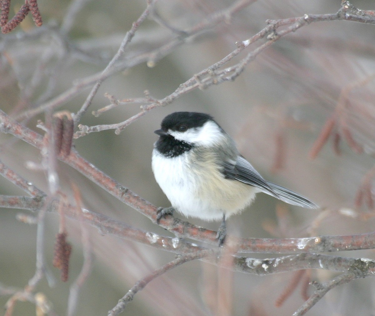 Black-capped Chickadee - ML470384811