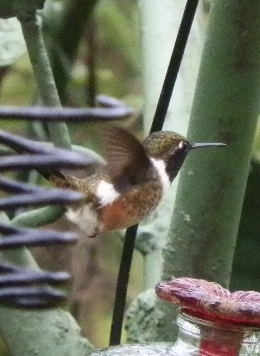 Magenta-throated Woodstar - MSU environmental studies  Study Abroad