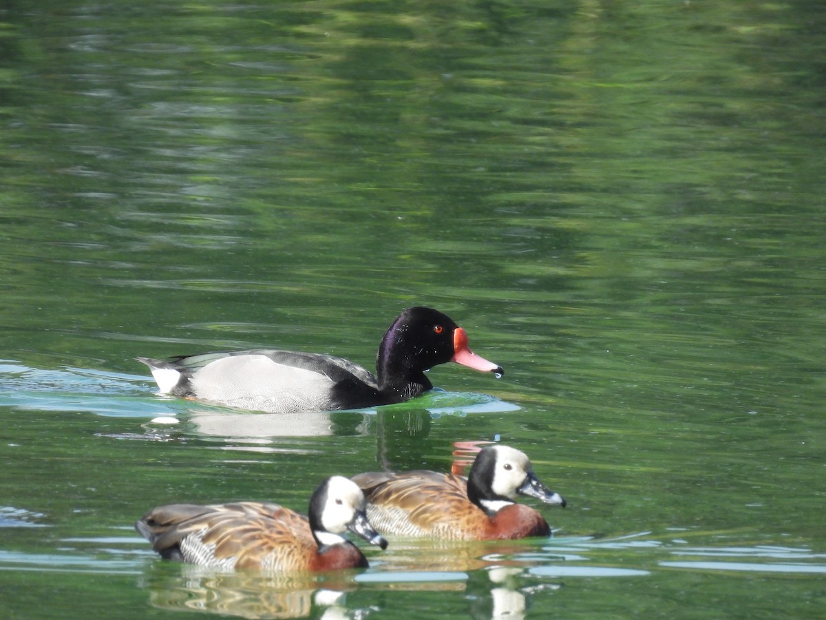 White-faced Whistling-Duck - ML470386611