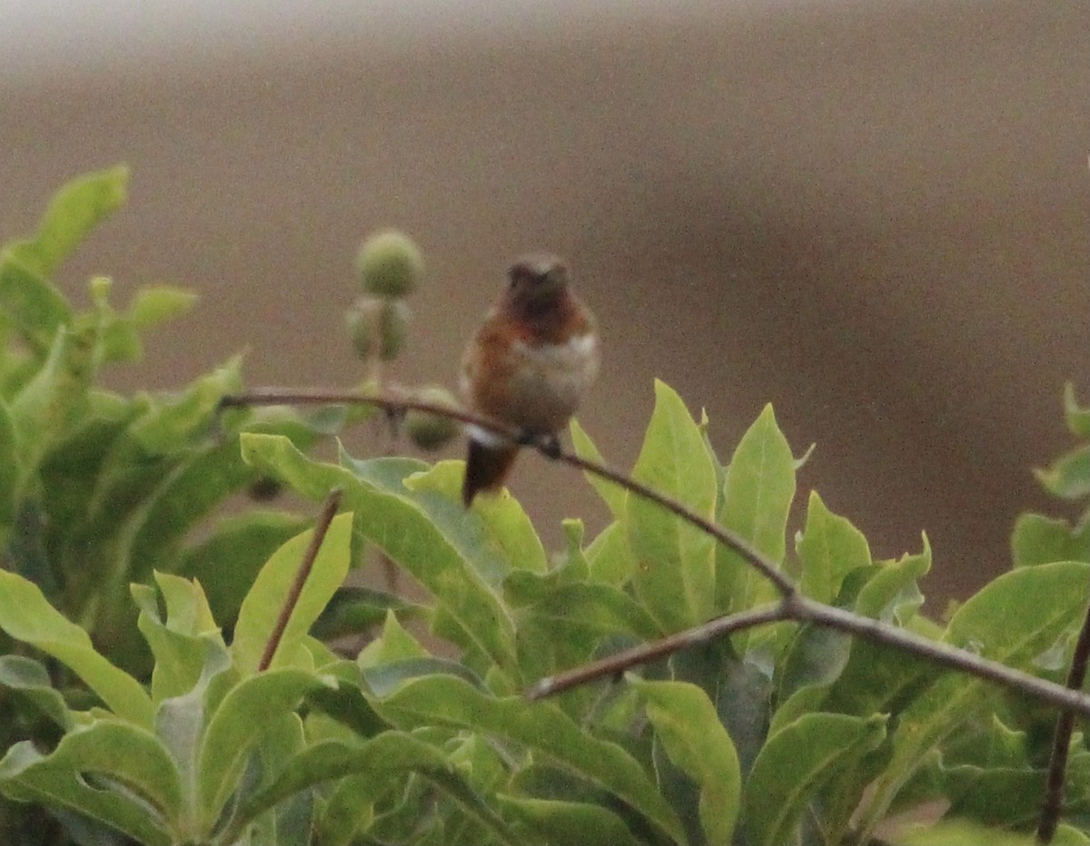 Allen's Hummingbird - ML470386771