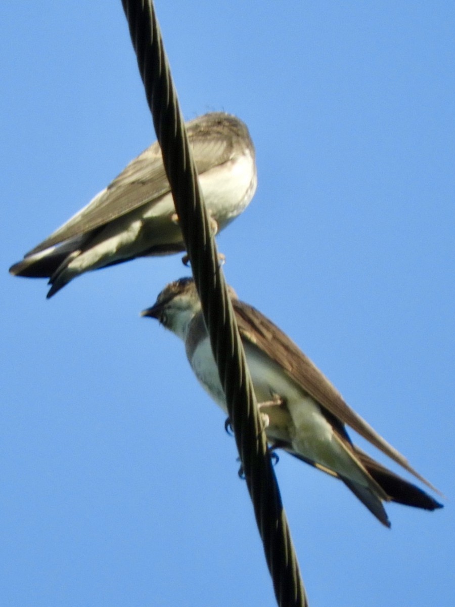 Northern Rough-winged Swallow - ML470387371