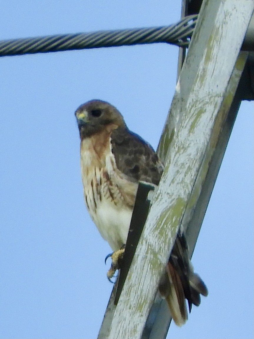 Red-tailed Hawk - ML470387451