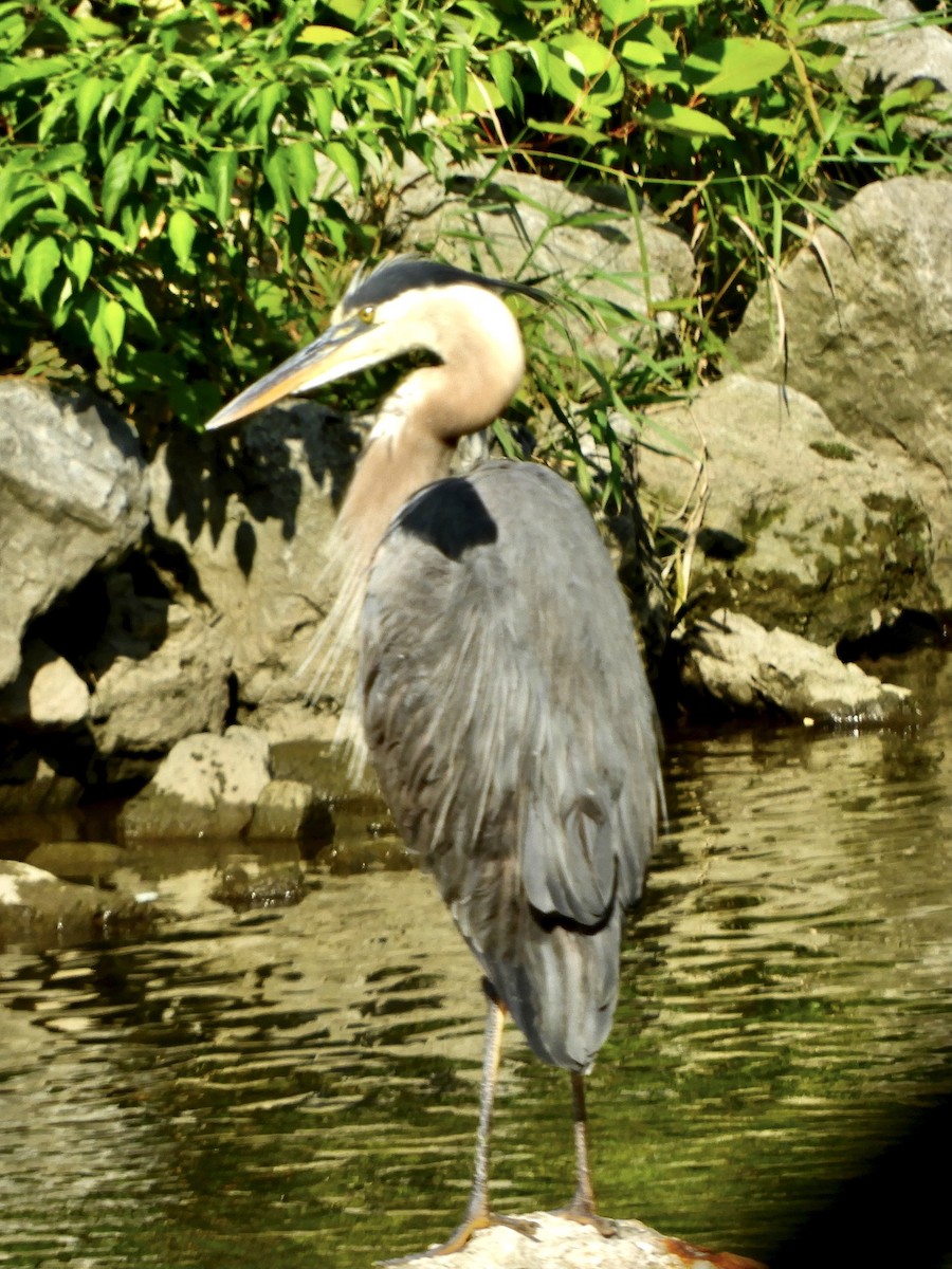 Great Blue Heron - ML470387511