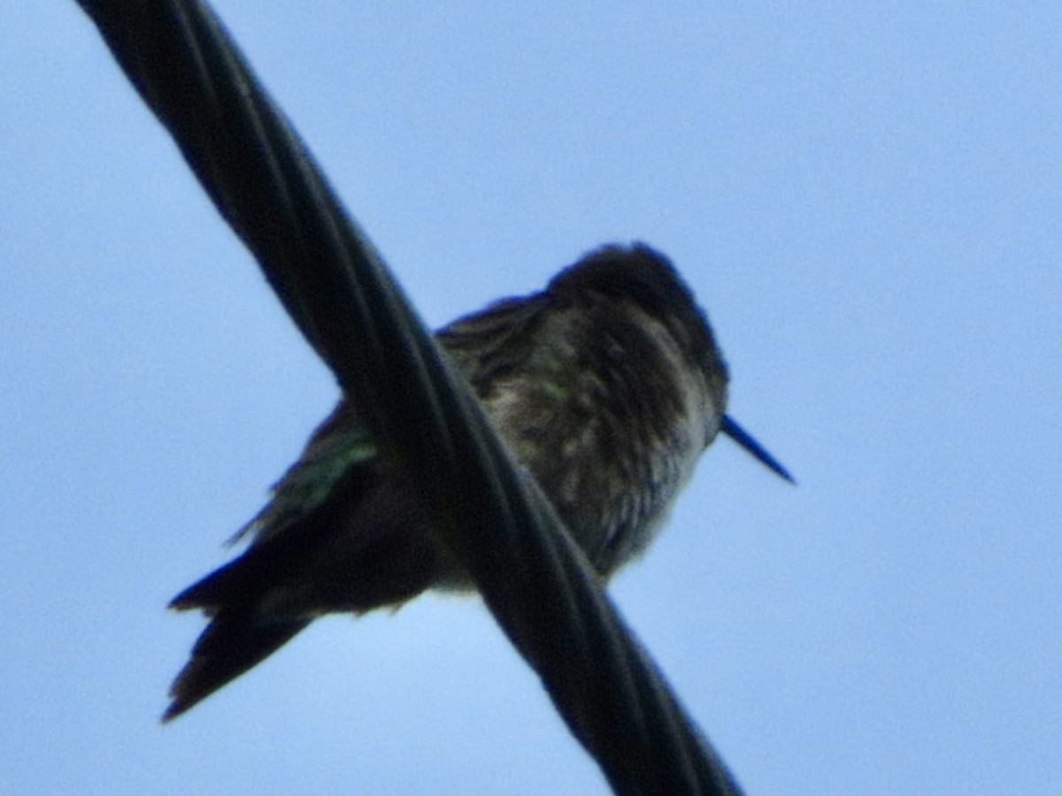 Ruby-throated Hummingbird - ML470387661