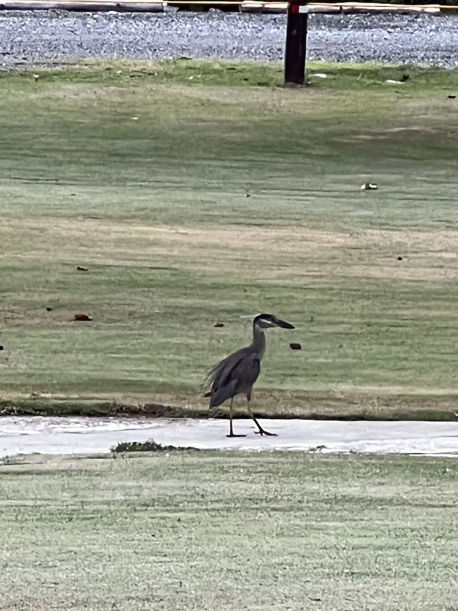 Yellow-crowned Night Heron - ML470388071