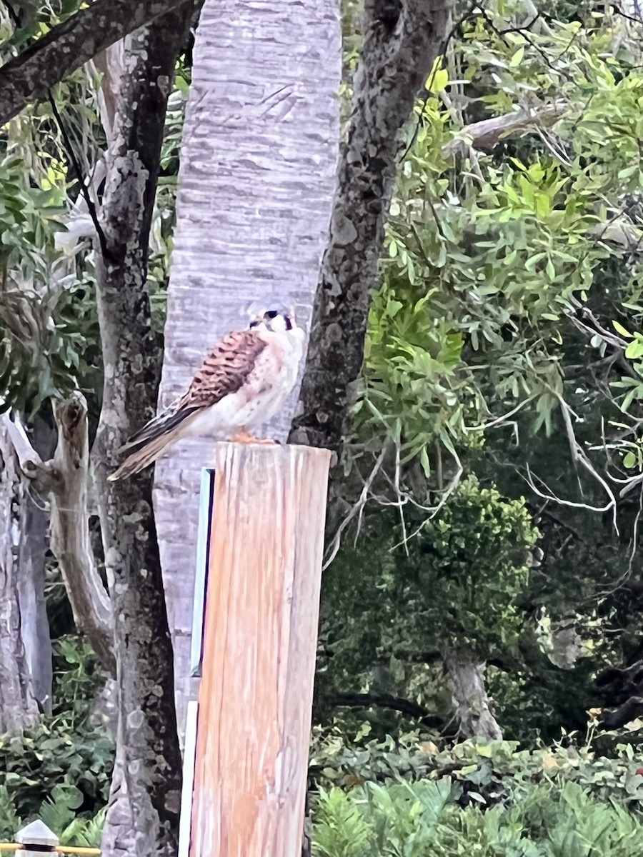 American Kestrel - Julie Peay