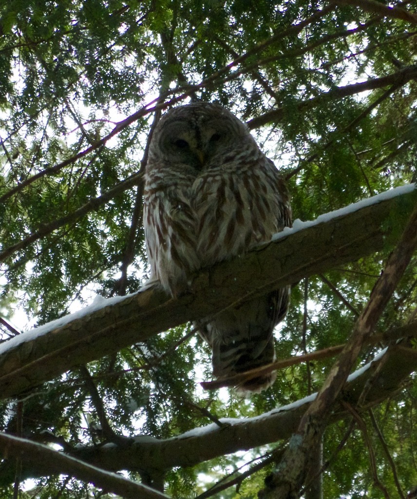 アメリカフクロウ - ML47038951
