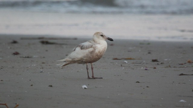 Glaucous-winged Gull - ML470389541