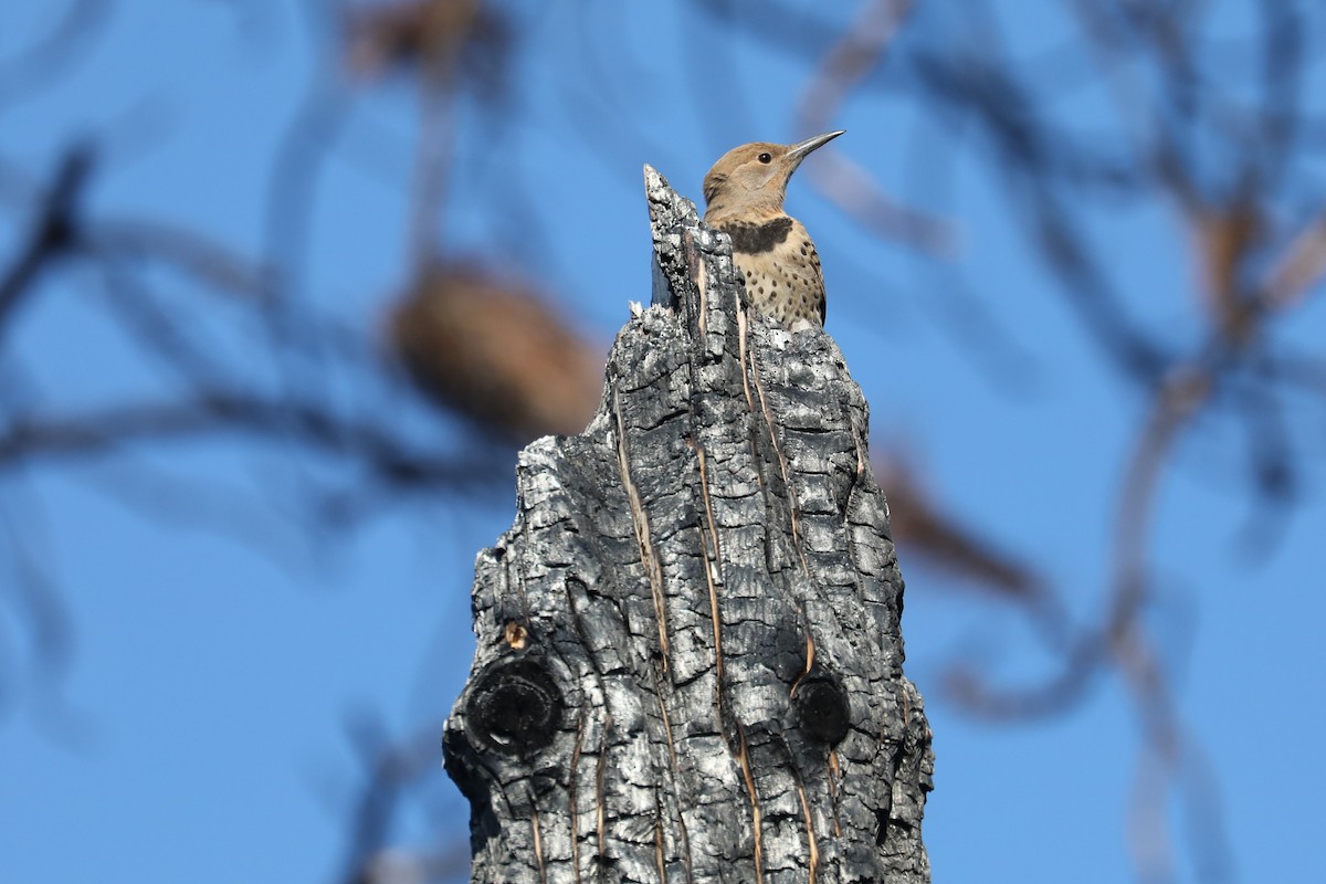 Northern Flicker - ML470389781