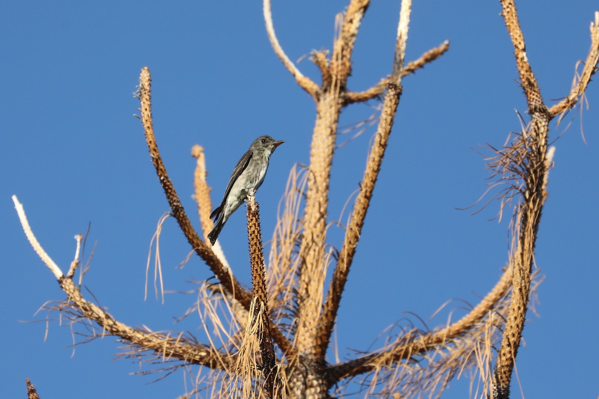 Olive-sided Flycatcher - ML470389841