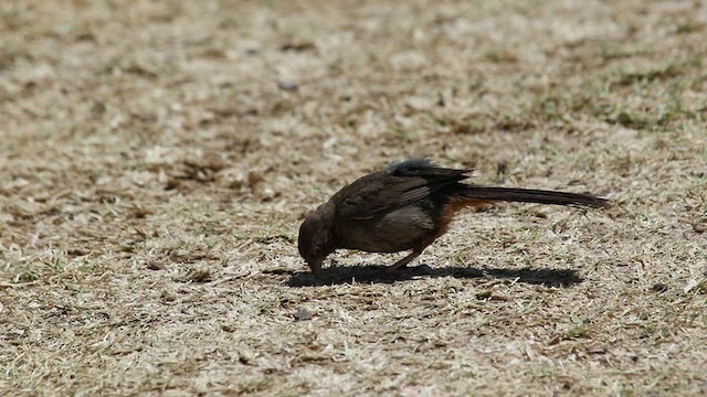 California Towhee - ML470390011