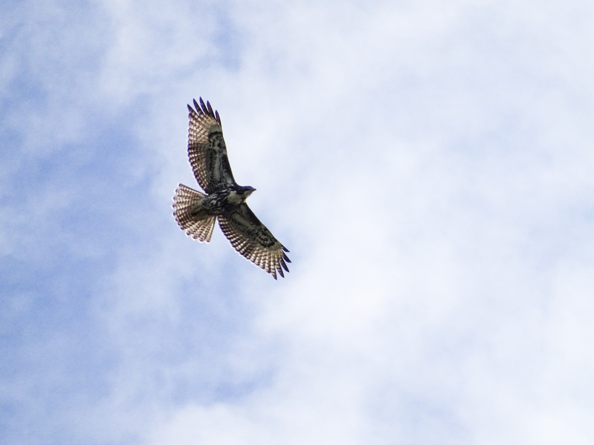 Rufous-tailed Hawk - ML470390941