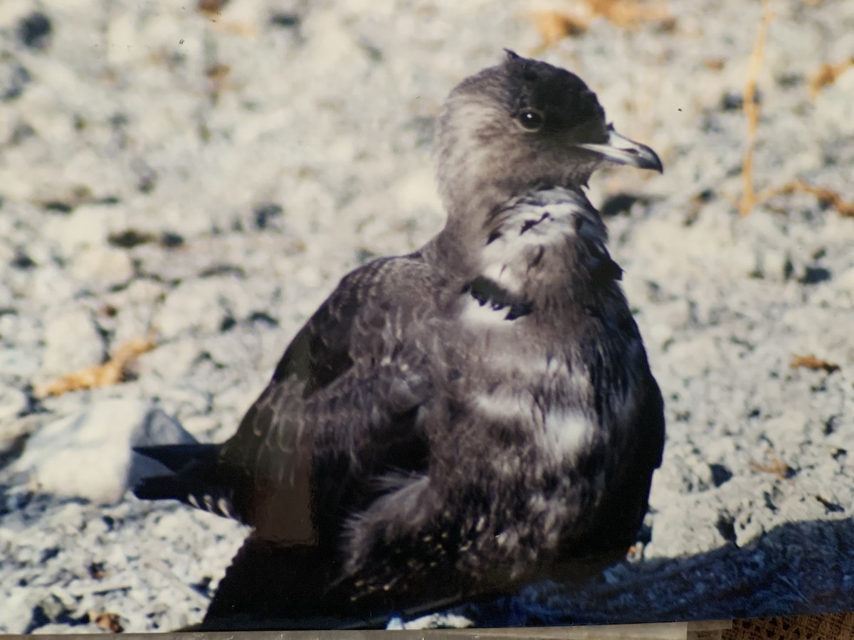 Long-tailed Jaeger - ML470391611