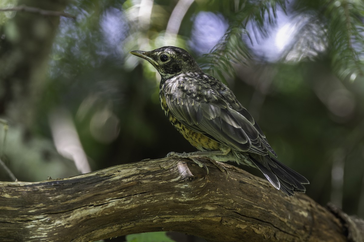 American Robin - ML470391841