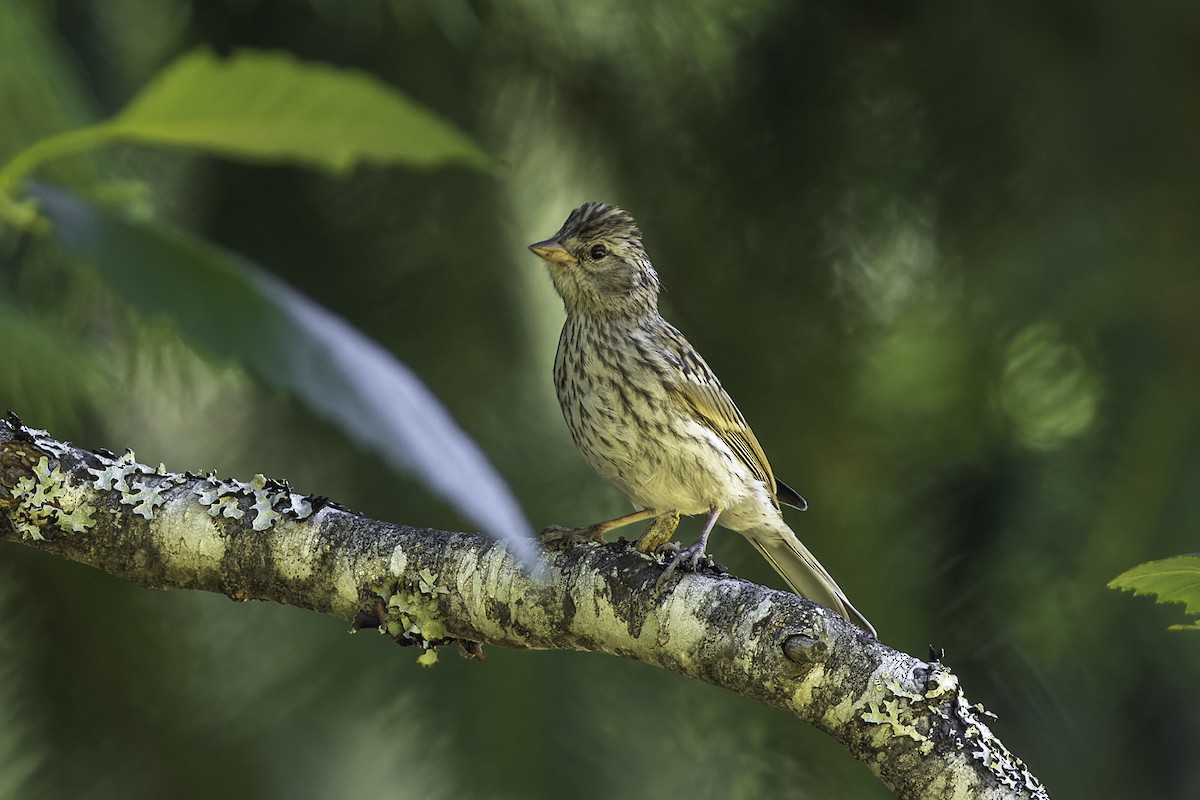 White-crowned Sparrow - ML470391951
