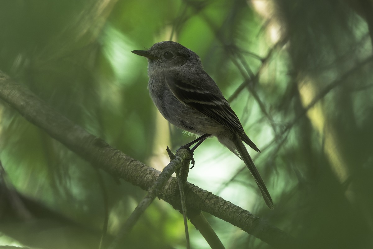 Hammond's Flycatcher - ML470392031