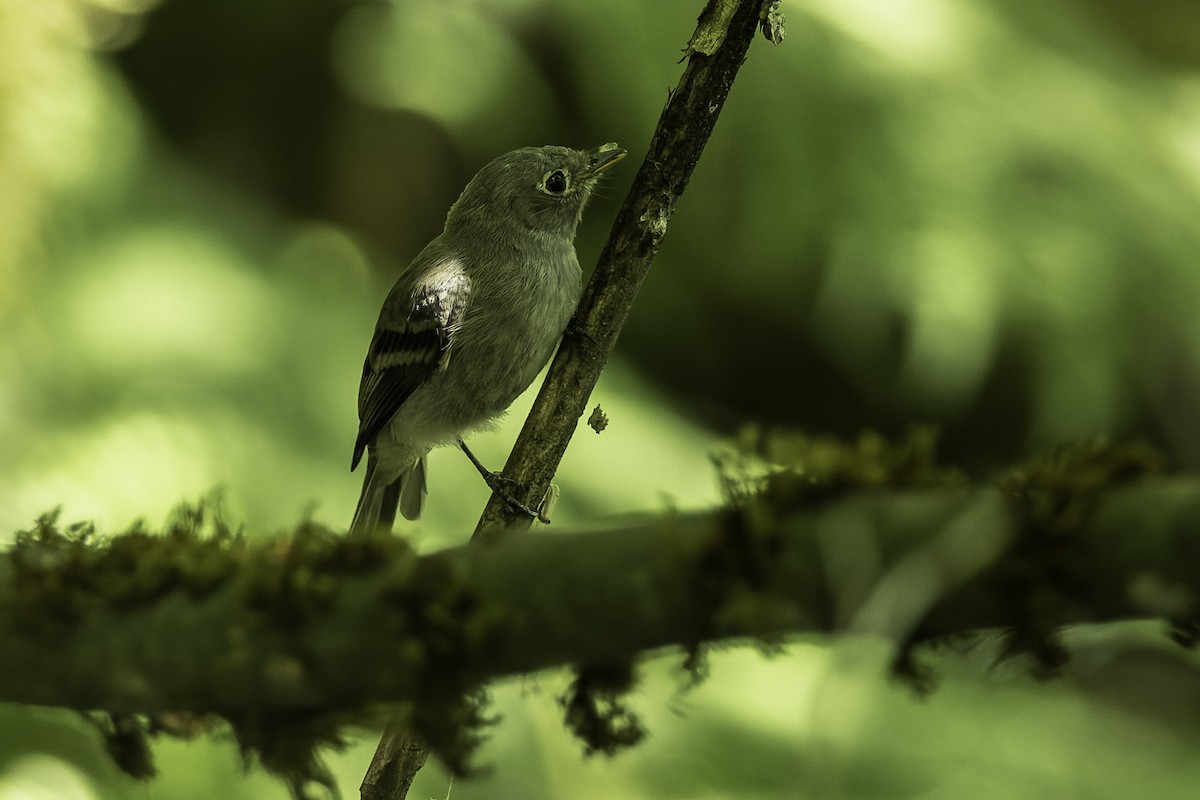 Western Flycatcher (Pacific-slope) - ML470392051