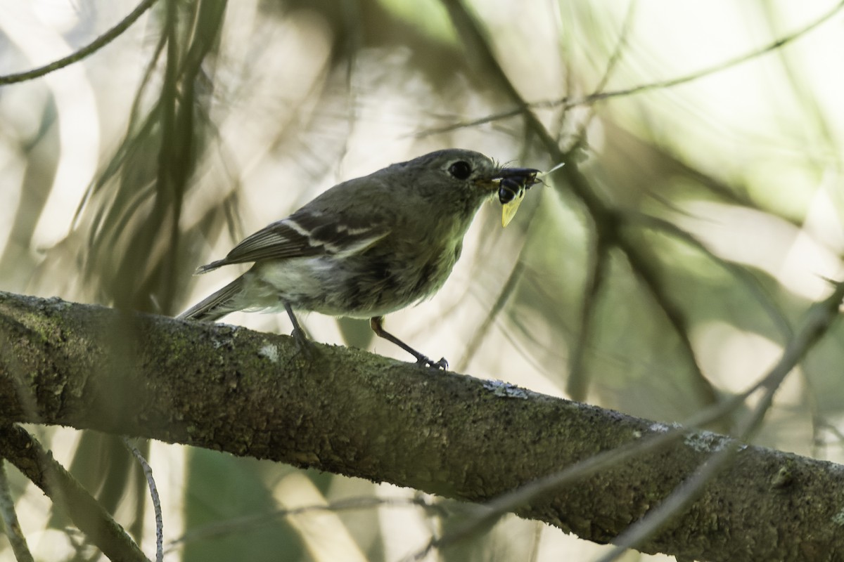 Western Flycatcher (Pacific-slope) - ML470392081