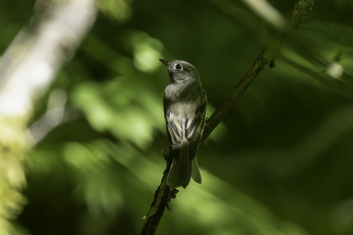Western Flycatcher (Pacific-slope) - ML470392171
