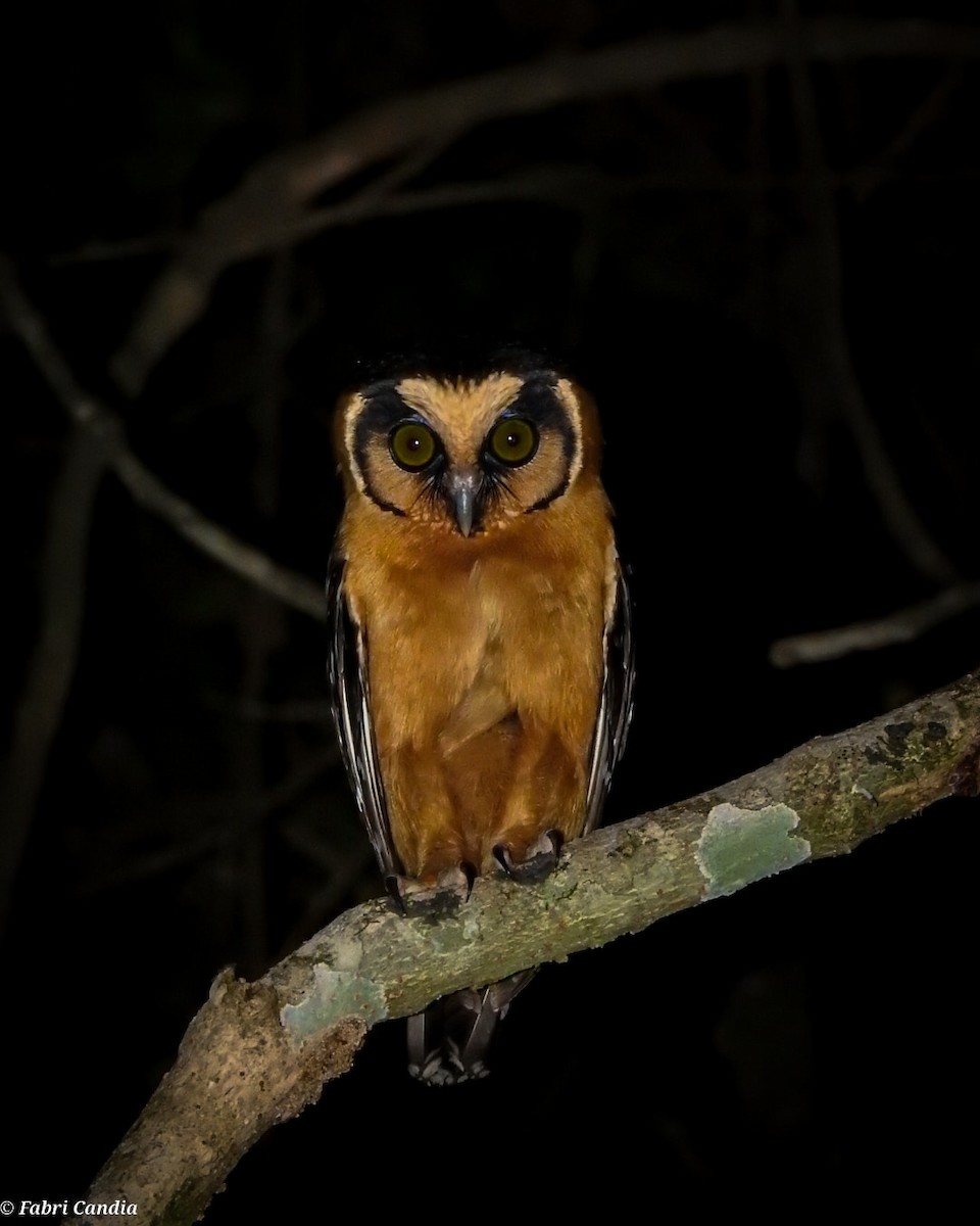 Buff-fronted Owl - fabricio candia