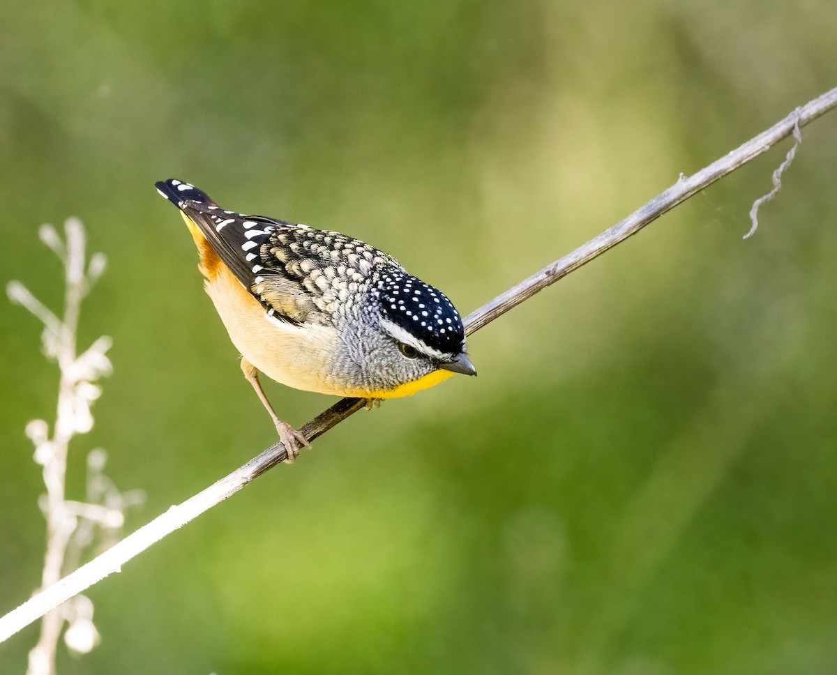 Pardalote pointillé - ML470393081