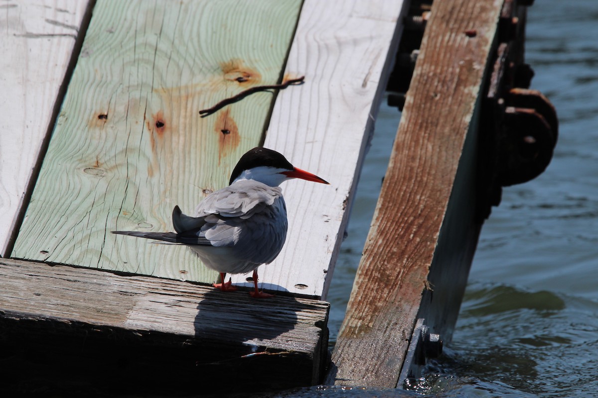 Caspian Tern - ML470395631