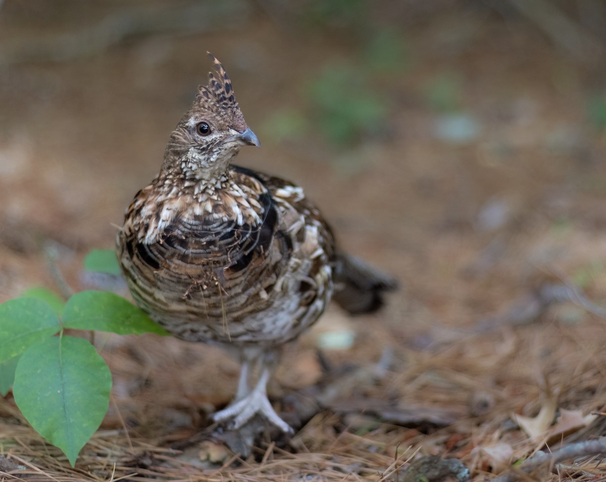 Ruffed Grouse - Graham Schmidt