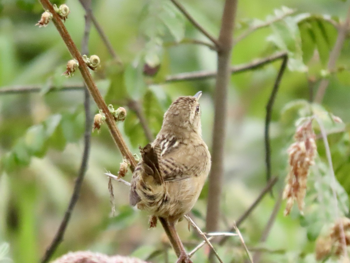 Grass Wren - ML470397671