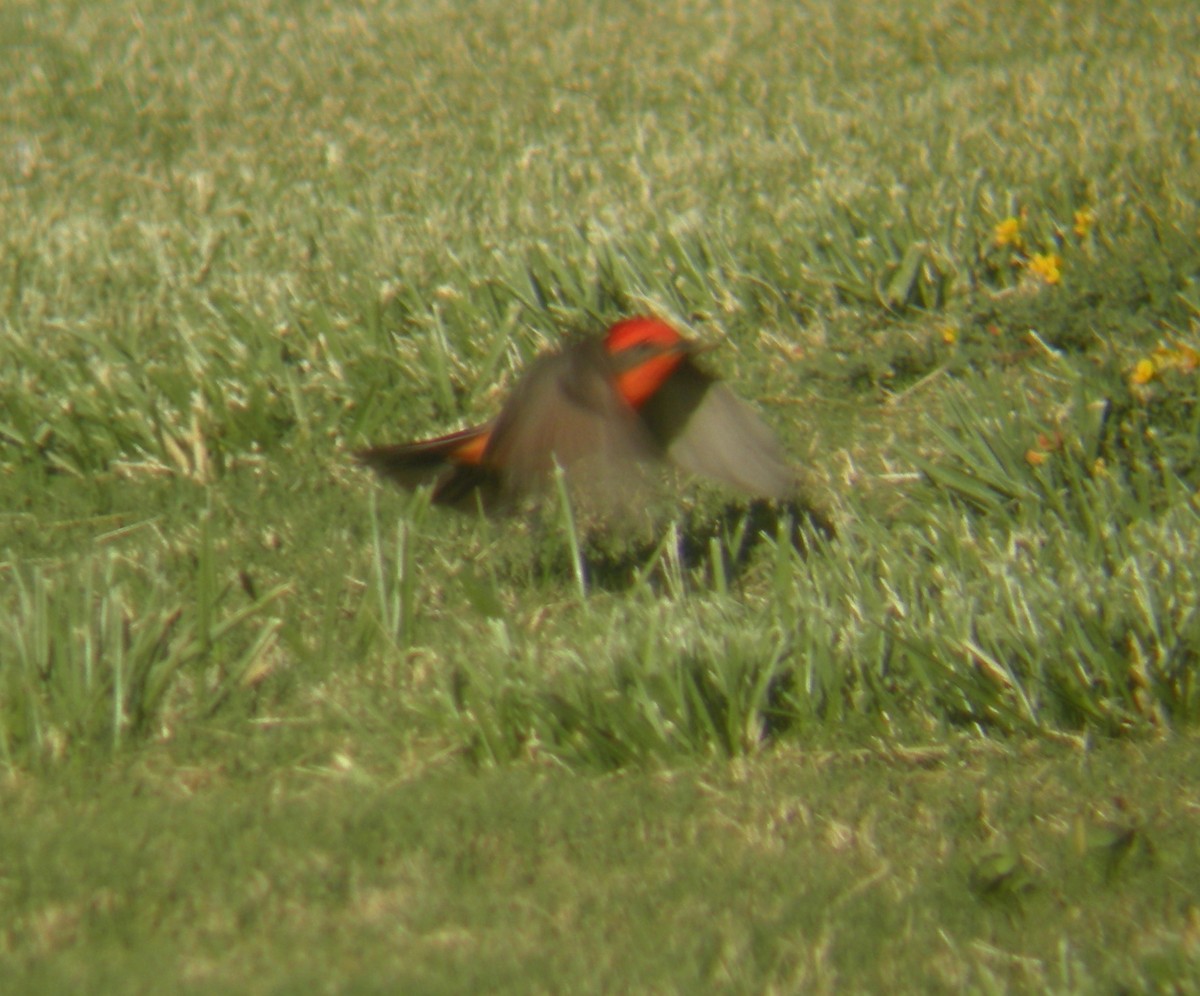 Vermilion Flycatcher - Oscar Johnson