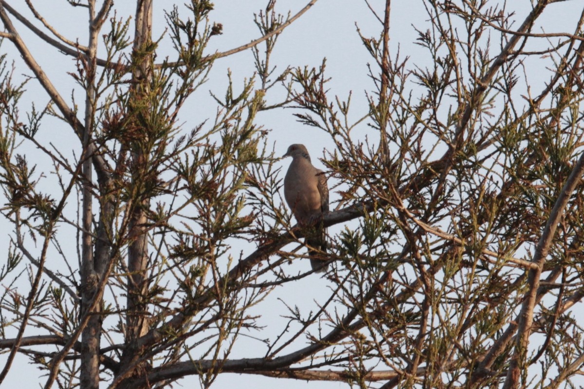 Oriental Turtle-Dove - ML470398831