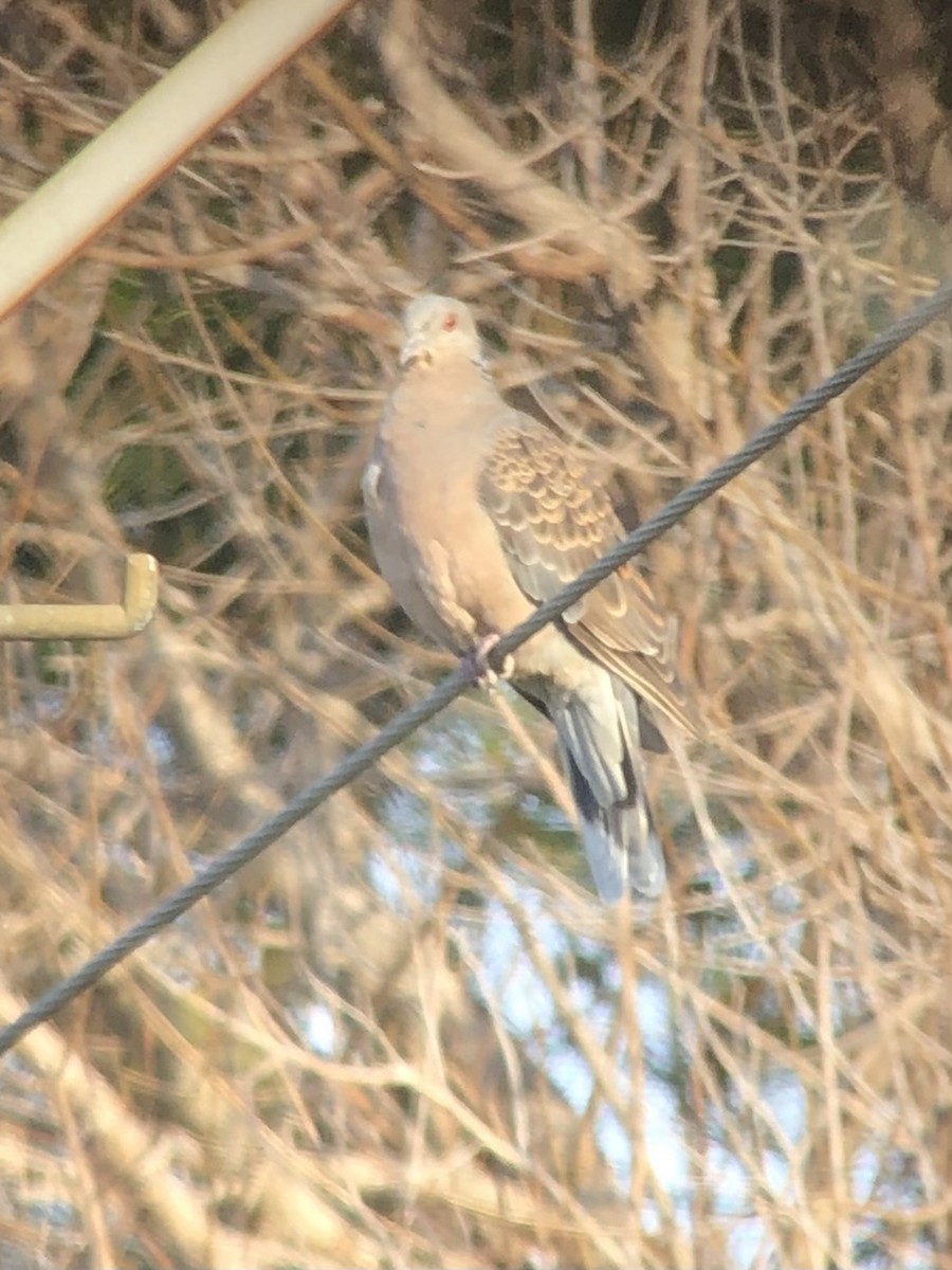 Oriental Turtle-Dove - ML470398931