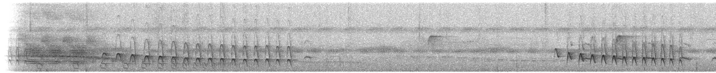 Weißflanken-Ameisenschlüpfer - ML470399561