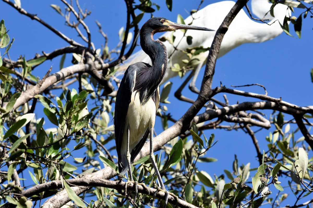 Tricolored Heron - ML470399571