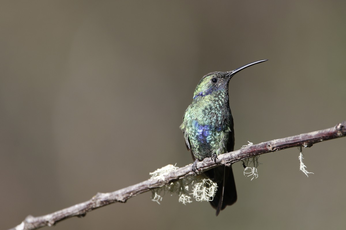 Sparkling Violetear - Chawin Asavasaetakul