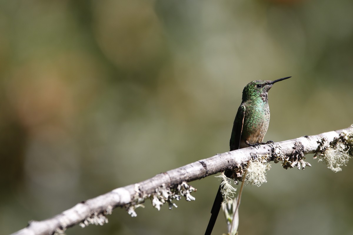 Black-tailed Trainbearer - Chawin Asavasaetakul