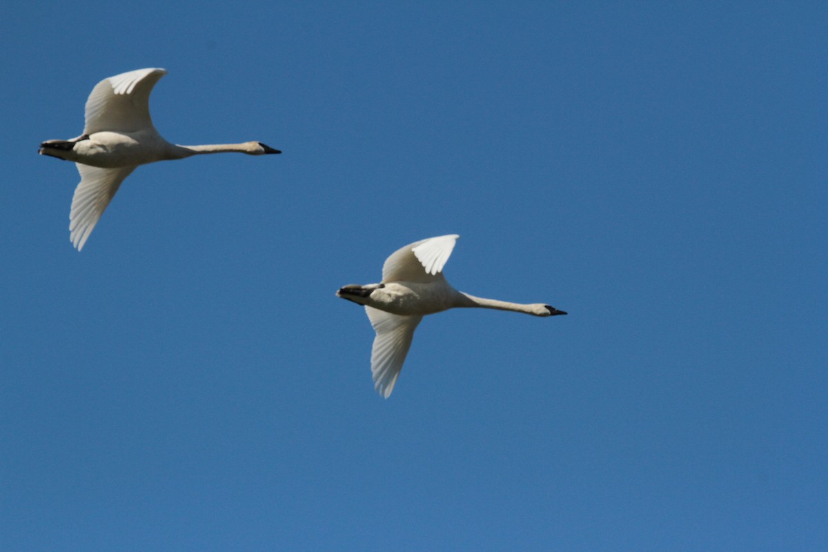 Trumpeter Swan - ML470400671