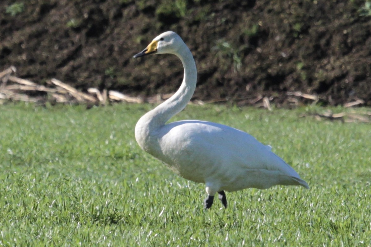 Whooper Swan - ML470401011
