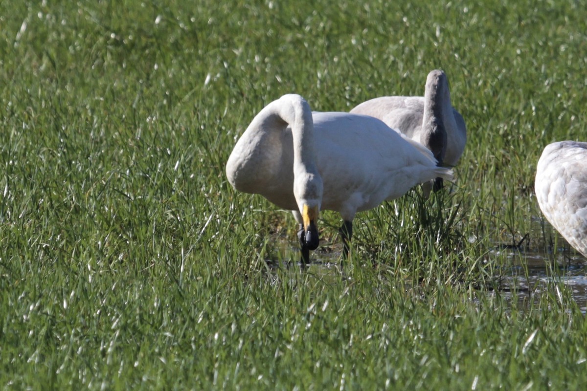 Whooper Swan - ML470401051