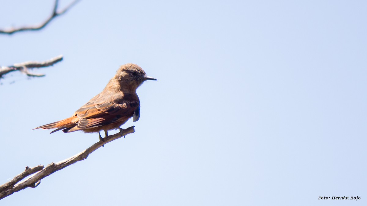 Cliff Flycatcher - ML47040121