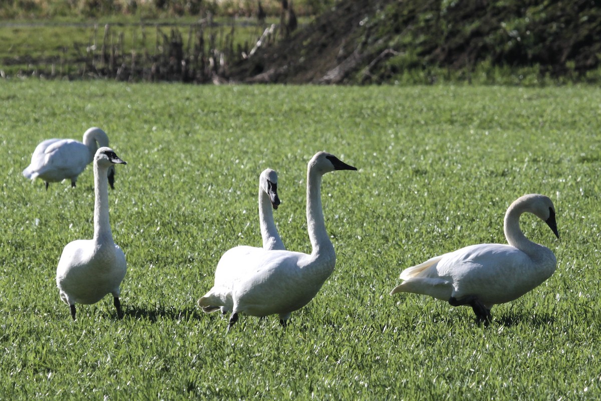 Trumpeter Swan - ML470401241