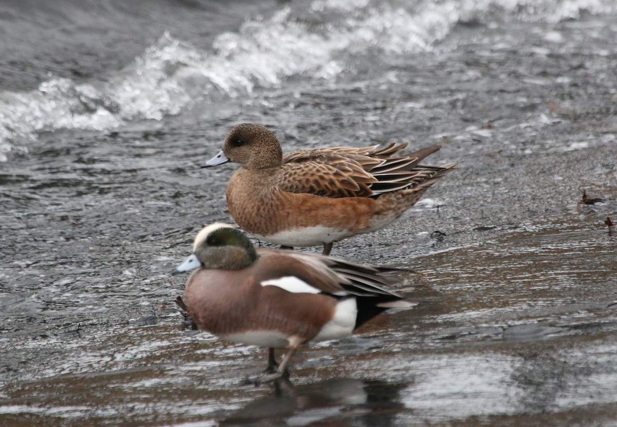 Ahate txistulari amerikarra - ML47040221