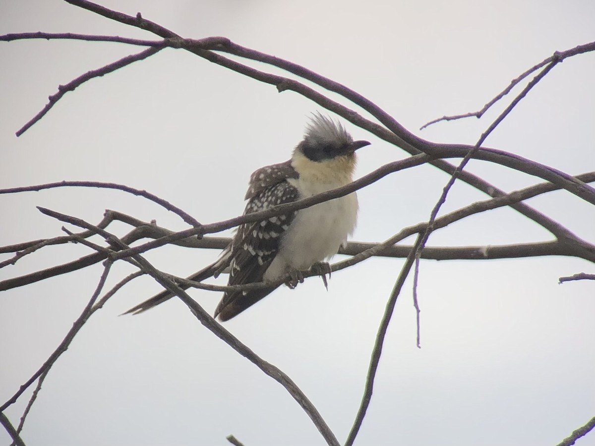 Great Spotted Cuckoo - ML470402961