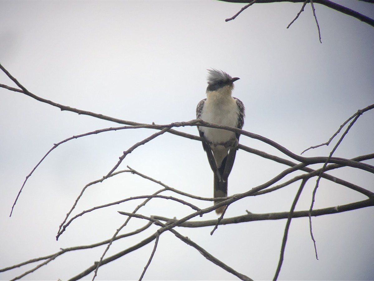 Great Spotted Cuckoo - ML470402991