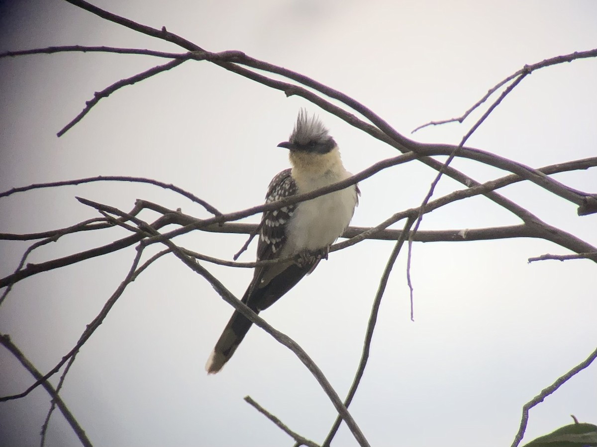 Great Spotted Cuckoo - ML470403001